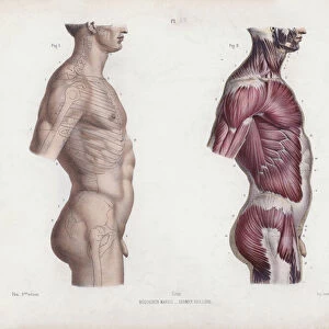 Illustration for The Anatomy of the External Forms of Man: Male torso, side view (colour litho)