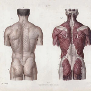 Illustration for The Anatomy of the External Forms of Man: Male torso, back view (colour litho)