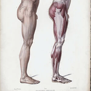 Illustration for The Anatomy of the External Forms of Man: Male leg, side view (colour litho)