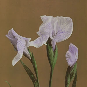Iris Kaempfer, 1896 (hand-coloured collotype)