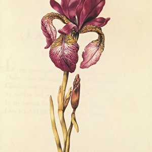 Iris, from La Guirlande de Julie, c. 1642 (w / c on vellum)