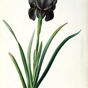 Iris Luxiana, from Les Liliacees, 1805 (coloured engraving)