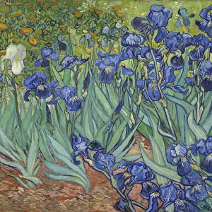 Irises, 1889 (oil on canvas)