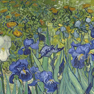 Irises, 1889 (oil on canvas) (detail of 40070)
