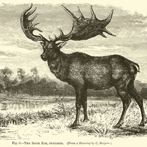 The Irish Elk, restored (engraving)