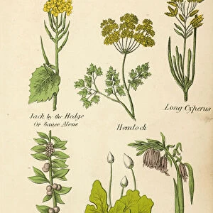 Jack by the Hedge Or Sauce Alone, Hemlock, Long Cyperus, Juniper Shrub, Liver Wort, Hyacinth (colour litho)