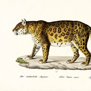 Jaguar, 1824 (colour litho)