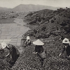 Japan in 1920s: Tea harvest (b / w photo)