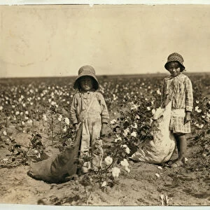Jewel and Harold Walker, 6 and 5 years old, pick 20 to 25 pounds of cotton a day at Geronimo