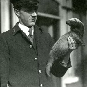 Keeper Leslie Flewin holding a Grison, London Zoo, 1923 (b / w photo)