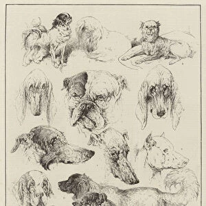 The Kennel Club Dog Show at the Royal Aquarium, Prize Dogs (engraving)