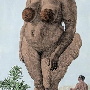 La Venus Hottentote, woman of breed Bochiman; (The Hottentot Venus) engraving of 1815
