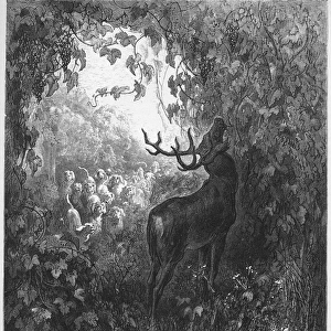 LE CERF ET LA VIGNE - The deer and the vine - from Fables