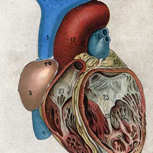 Le coeur. in "The new natural medication"by F. E. Bilz. 1898
