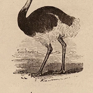 Le Vocabulaire Illustre: Autruche; Ostrich; Strauss (engraving)