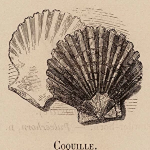 Le Vocabulaire Illustre: Coquille; Shell; Muschel (engraving)