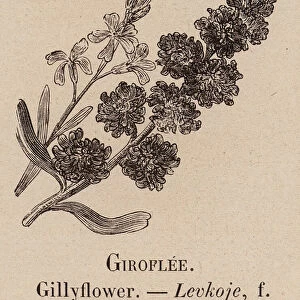 Le Vocabulaire Illustre: Giroflee; Gillyflower; Levkoje (engraving)