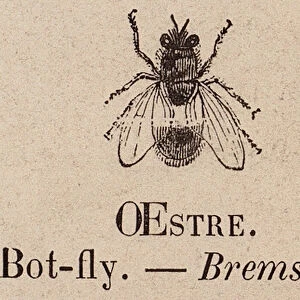 Le Vocabulaire Illustre: Oestre; Bot-fly; Bremse (engraving)