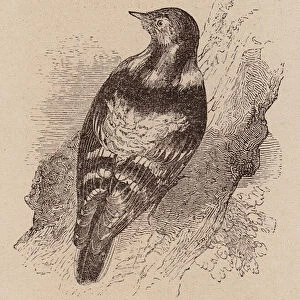 Le Vocabulaire Illustre: Pic; Woodpecker; Specht (engraving)