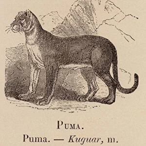 Le Vocabulaire Illustre: Puma; Kuguar (engraving)