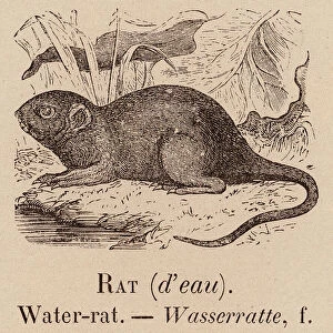 Le Vocabulaire Illustre: Rat (d eau); Water-rat; Wasserratte (engraving)
