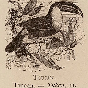 Le Vocabulaire Illustre: Toucan; Tukan (engraving)