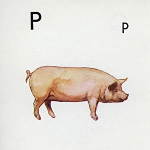 Letter P, pig (colour litho)