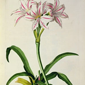 Lilio-Narcissus, Africanus, from Plantae Selectae by Christoph Jakob Trew (1695-1769)