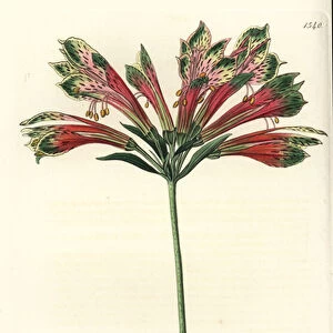 Lily of the Incas or Peru (alstroemere or alstroemerie) - Peruvian lily, Alstroemeria pulchella (Parrot alstroemeria, Alstroemeria psittacina). Handcoloured copperplate engraving by S. Watts after an illustration by M