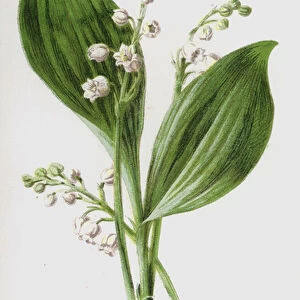 Lily of the Valley (chromolitho)