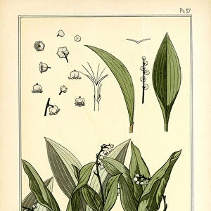 The Lily of the Valley (colour litho)