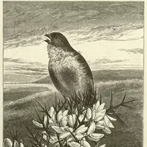 Linnet singing in the Gorse (engraving)