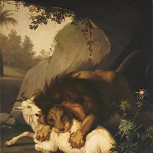 A Lion attacking a Goat, 1785 (oil on canvas)