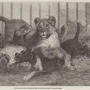 Lion Cubs, in the Gardens of the Zoological Society, Regent s-Park (engraving)