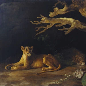 Lioness and Cave (oil on canvas)
