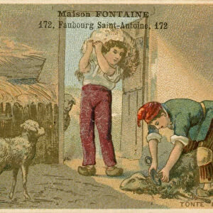 Maison Fontaine trade card, sheep shearing (chromolitho)