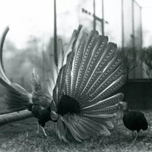 A male Argus Pheasant, or Great Argus, displaying his wing and tail feathers before a female, London Zoo, January 1926 (b/w photo)