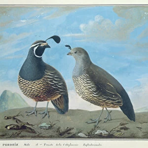 Male and Female Californian Partridge, from Voyage de La Perouse (gouache