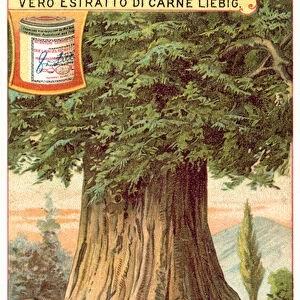 Mammoth Tree, California (chromolitho)