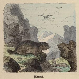 Marmot (coloured engraving)