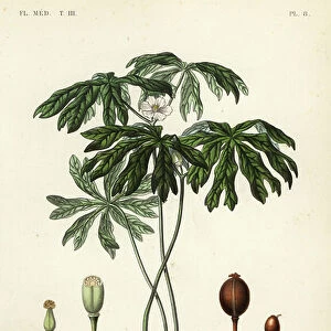 Mayapple or American mandrake, Podophyllum peltatum, Podophylle pelte