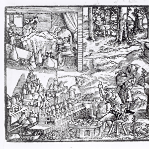 Medical Herb Cultivation, 1531 (woodcut) (b / w photo)