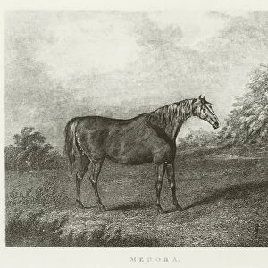 Medora, foaled 1811 (b / w photo)