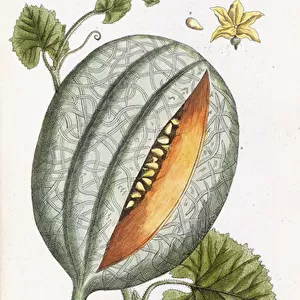 A Melon, c. 1750-1765 (hand-coloured engraving)