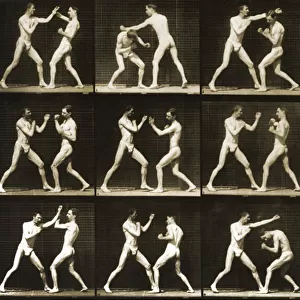 Two men boxing, from the Animal Locomotion; series, c. 1881 (b / w photo)