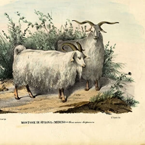 Merino Sheep, 1863-79 (colour litho)