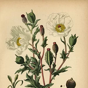 Mexican poppy, Argemone grandiflora