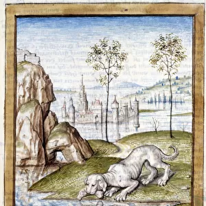 Miniature Animals from a German translation of the fables of "