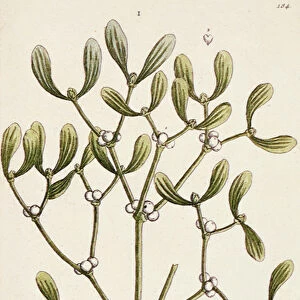 Mistletoe from A Curious Herbal, 1782 (coloured engraving)
