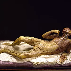 Model of a skinless man (wax)